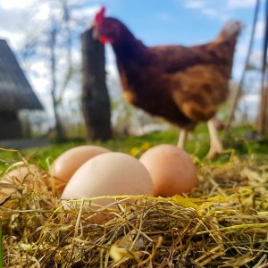 Free-Range Chicken Eggs
