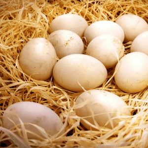 Fresh Duck Eggs